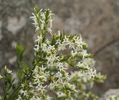 Cyphanthera anthocercidea, photographed by Chris Clarke