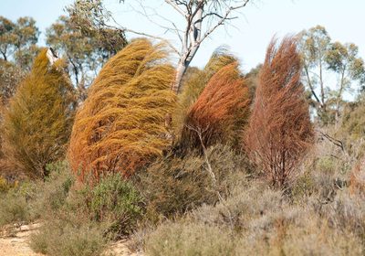 Exocarpos sparteus, photographed by Chris Clarke