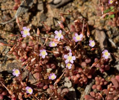 Calandrinia calyptrata, photographed by Chris Clarke