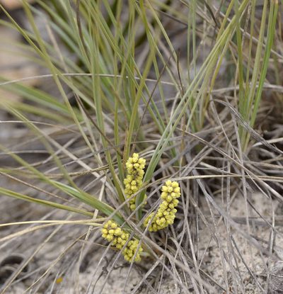 Lomandra collina, photographed by Chris Clarke