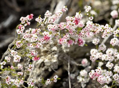 Micromyrtus ciliata, photographed by Chris Clarke