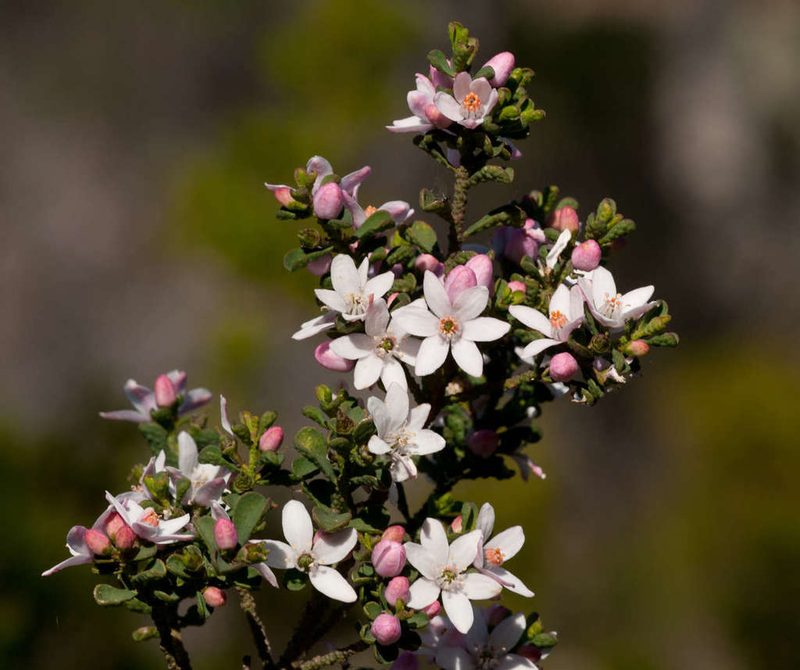 Philotheca verrucosa, photographed by Chris Clarke
