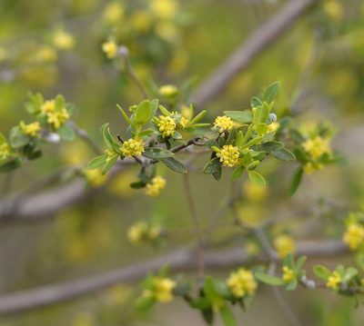 Pimelea hewardiana, photographed by Chris Clarke