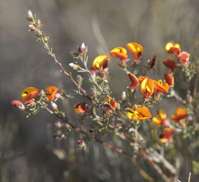 Pultenaea prostrata, photographed by Chris Clarke