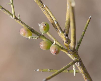 Leptomeria aphylla, photographed by Chris Clarke