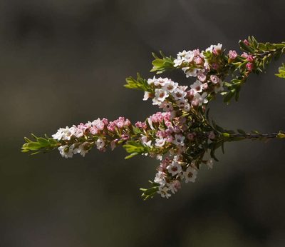 Thryptomene calycina, photographed by Chris Clarke