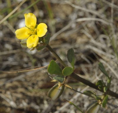 Roepera glauca, photographed by Chris Clarke
