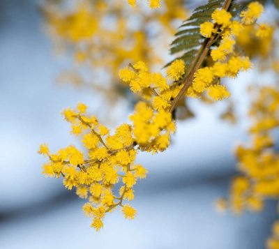 Acacia nanodealbata, photographed by Chris Clarke