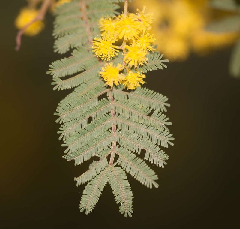 Acacia nanodealbata, photographed by Chris Clarke