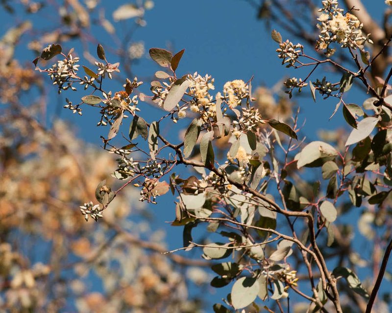 Eucalyptus albens, photographed by Chris Clarke