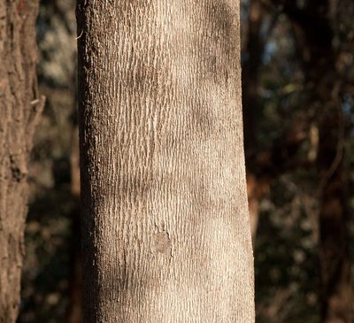 Eucalyptus albens, photographed by Chris Clarke