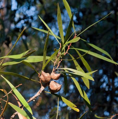 Hakea eriantha, photographed by Chris Clarke