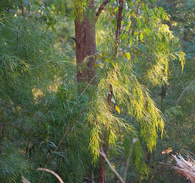 Acacia cognata, photographed by Chris Clarke