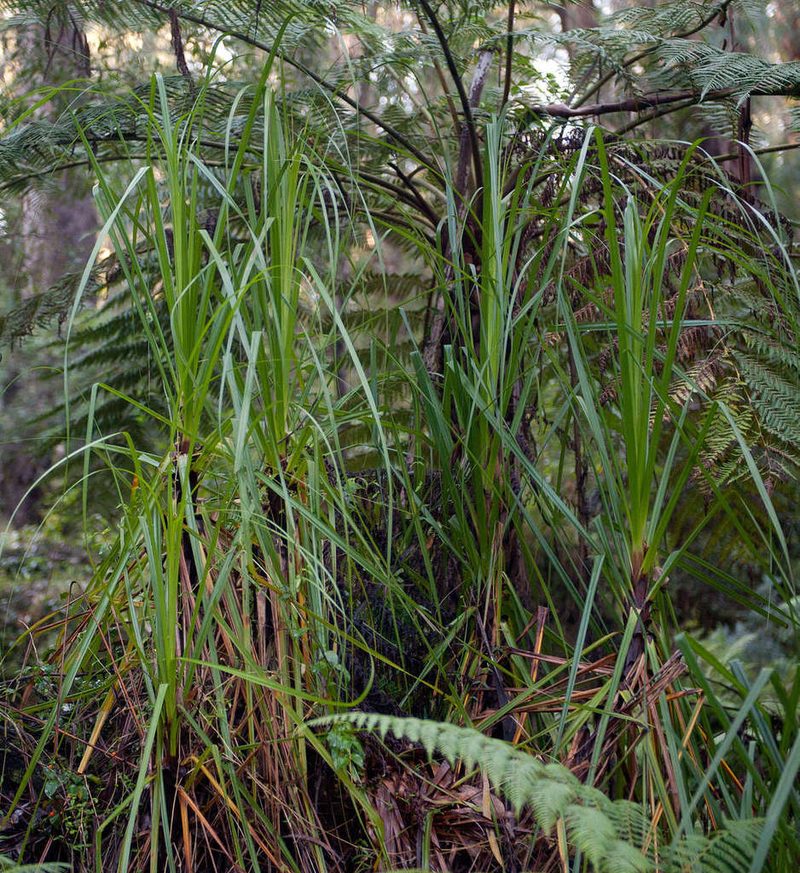 Gahnia clarkei, photographed by Chris Clarke
