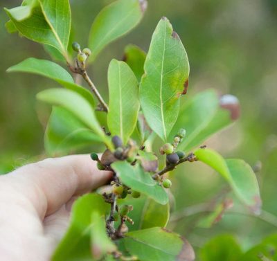 Notelaea venosa, photographed by Chris Clarke