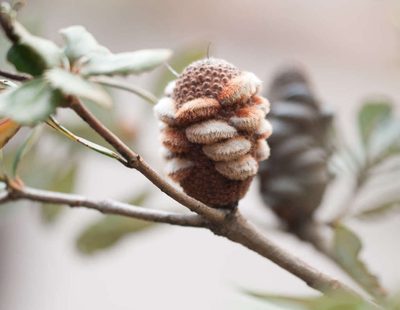 Banksia saxicola, photographed by Chris Clarke