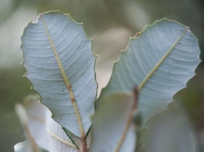 Banksia saxicola, photographed by Chris Clarke