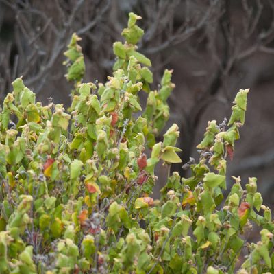 Lasiopetalum schulzenii, photographed by Chris Clarke