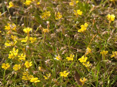 Goodenia humilis, photographed by Chris Clarke