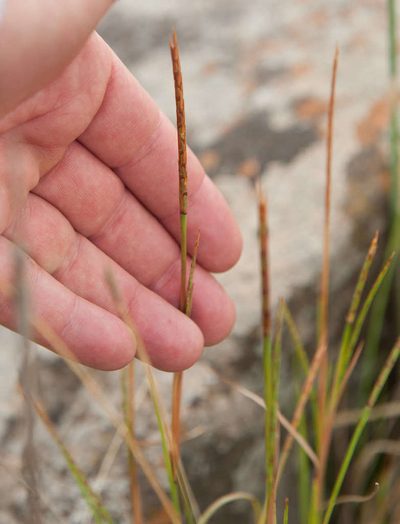 Hemarthria uncinata, photographed by Chris Clarke