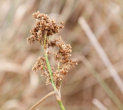 Juncus semisolidus, photographed by Chris Clarke