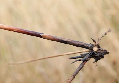 Juncus semisolidus, photographed by Chris Clarke