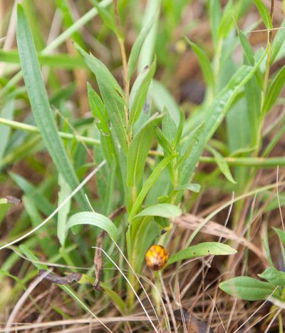 Xerochrysum palustre, photographed by Chris Clarke