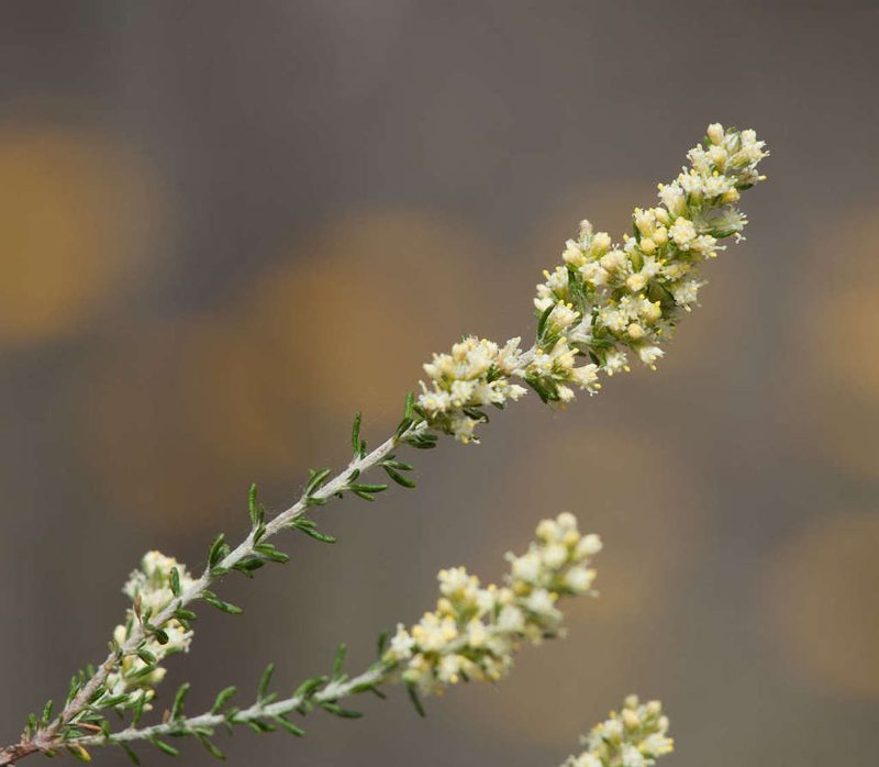 Olearia tubuliflora, photographed by Chris Clarke