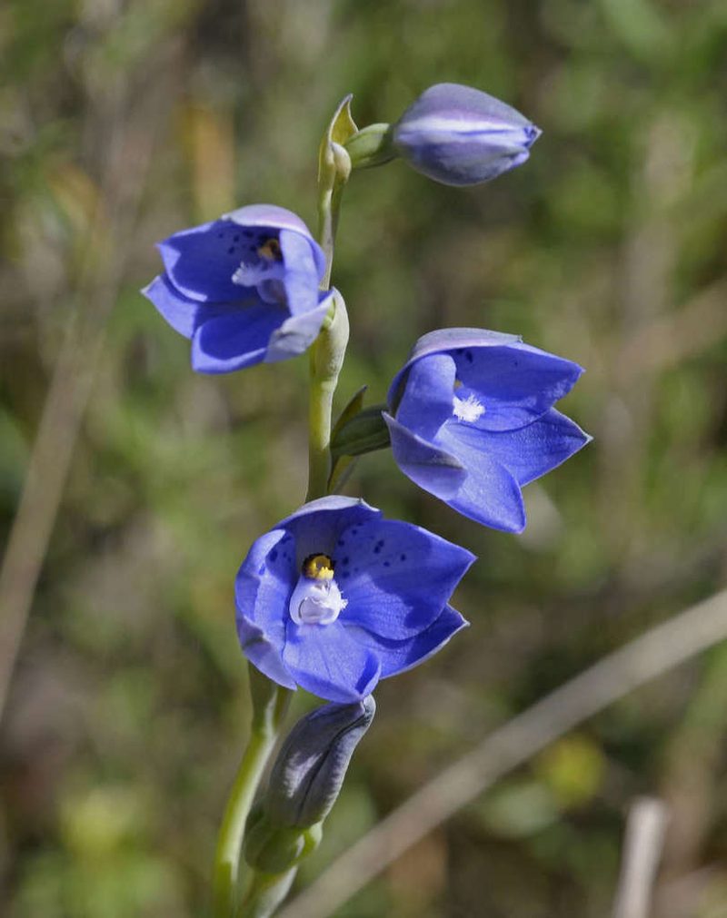 Thelymitra juncifolia, photographed by Chris Clarke