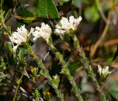 Pimelea phylicoides, photographed by Chris Clarke