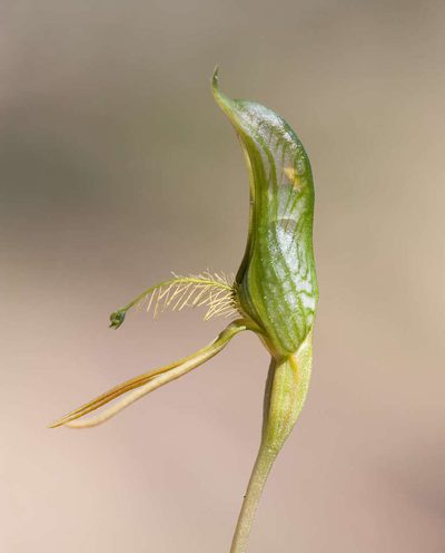 Pterostylis unicornis, photographed by Chris Clarke