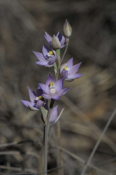Thelymitra alcockiae, photographed by Chris Clarke