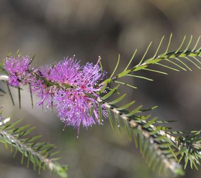 Melaleuca wilsonii, photographed by Chris Clarke
