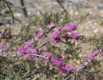 Melaleuca wilsonii, photographed by Chris Clarke