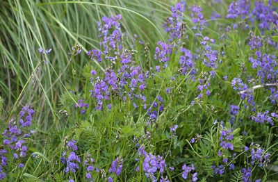 Swainsona lessertiifolia, photographed by Chris Clarke