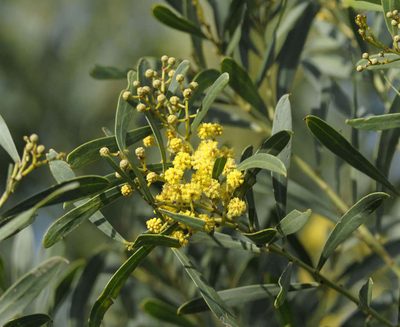 Acacia uncifolia, photographed by Chris Clarke