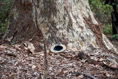 Corymbia maculata, photographed by Chris Clarke