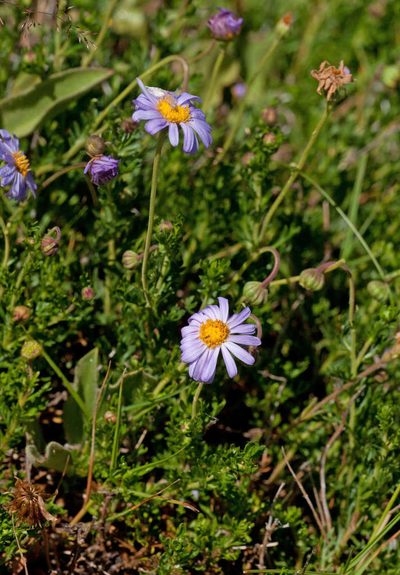 Brachyscome rigidula, photographed by Chris Clarke