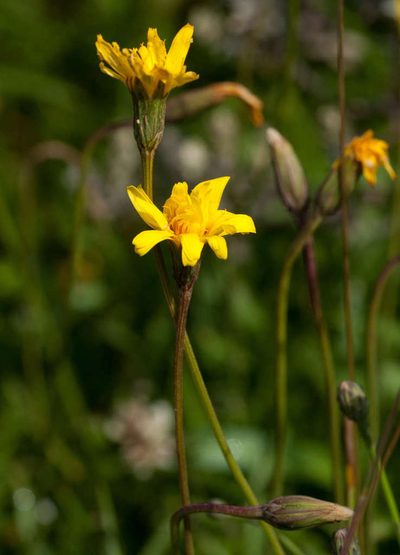 Microseris lanceolata, photographed by Chris Clarke