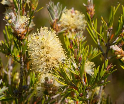 Melaleuca pityoides, photographed by Chris Clarke