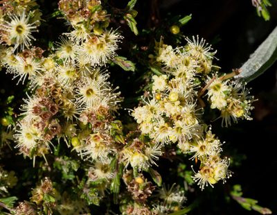 Kunzea muelleri, photographed by Chris Clarke