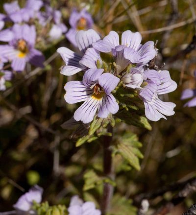 Euphrasia eichleri, photographed by Chris Clarke