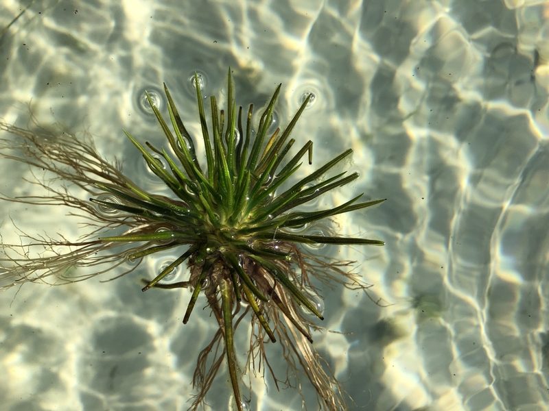 Isoetes lacustris, photographed by Valerii Glazunov