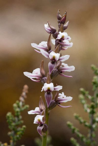 Prasophyllum suttonii, photographed by Chris Clarke