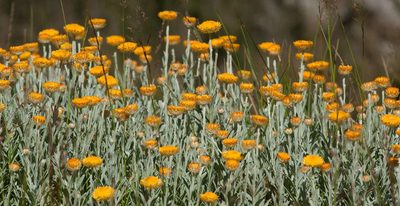 Coronidium monticola, photographed by Chris Clarke