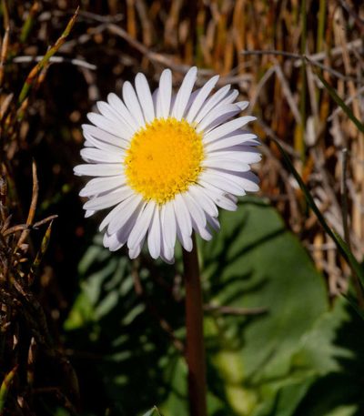 Brachyscome decipiens, photographed by Chris Clarke