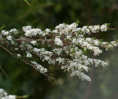 Kunzea leptospermoides, photographed by Chris Clarke