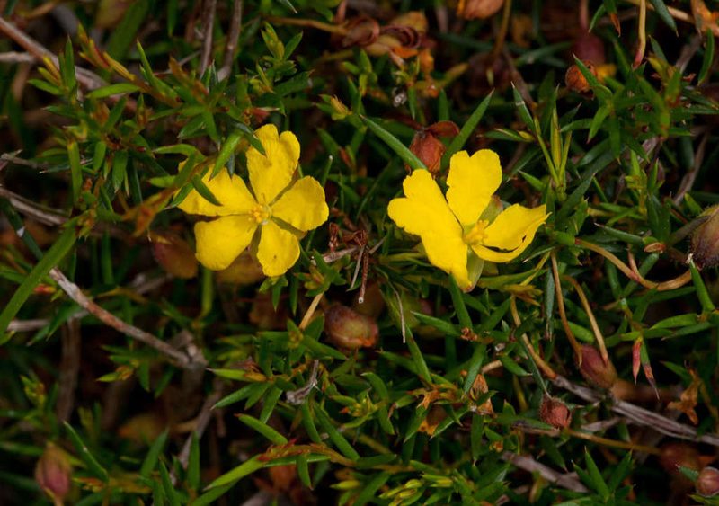 Hibbertia acicularis, photographed by Chris Clarke