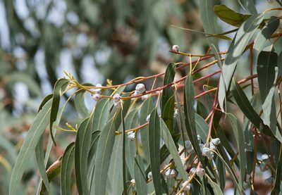 Eucalyptus bicostata, photographed by Chris Clarke