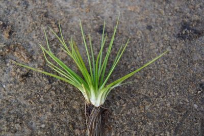 Isoetes echinospora, photographed by Valerii Glazunov
